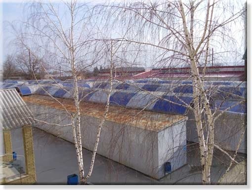 Міський ринок у Сватовому