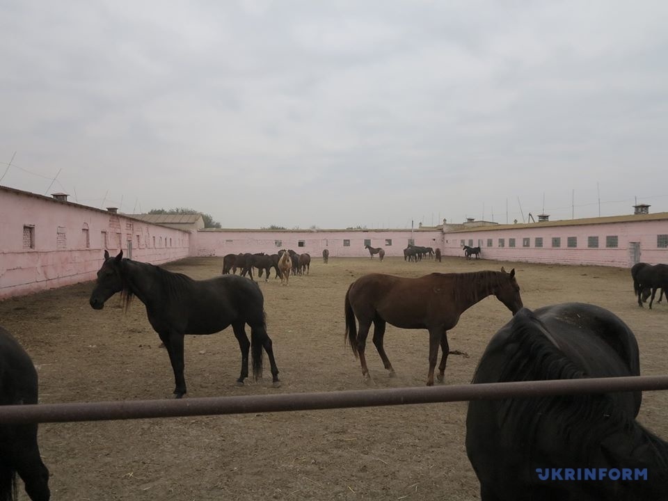 Деркульский конный завод