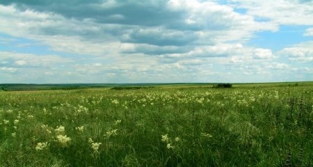 Стрельцовская степь