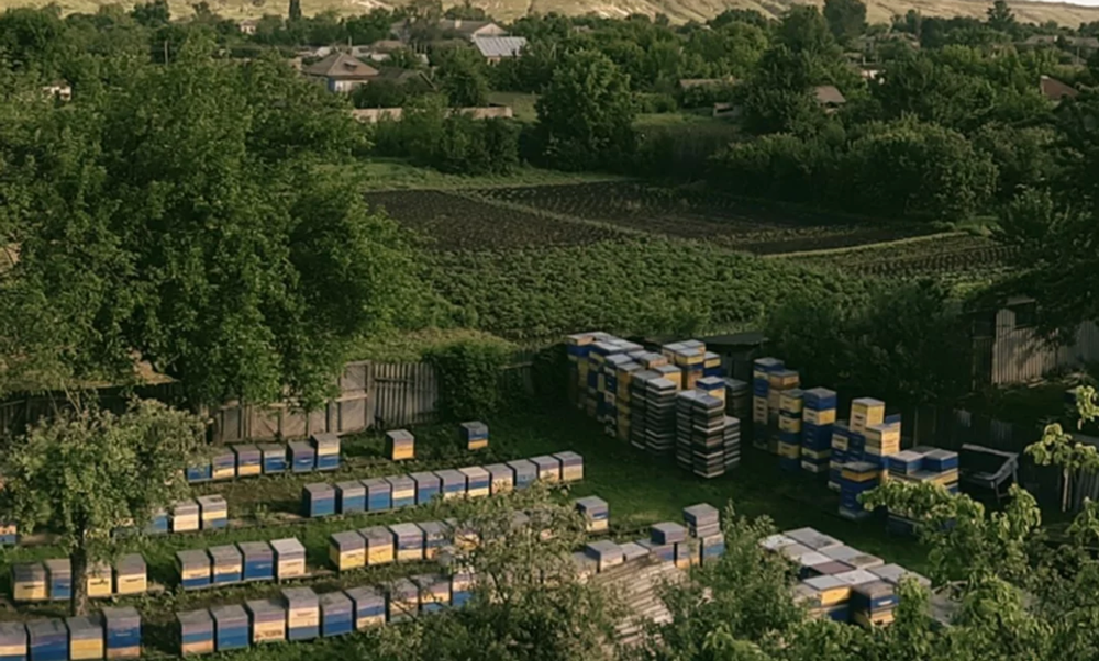 Так выглядит пасека Михаила Гребенника