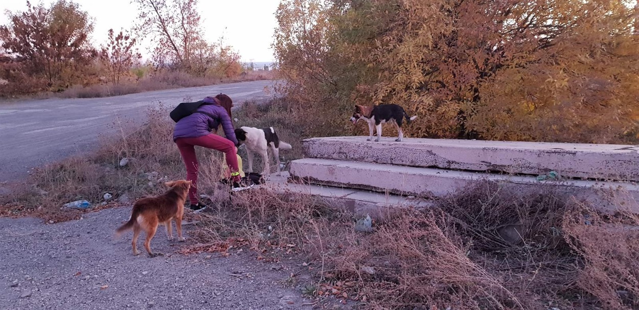 Безпритульні тварини
