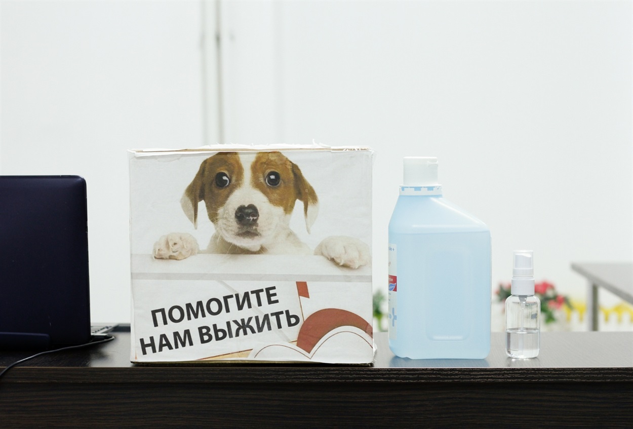 Збір грошей на допомогу тваринам