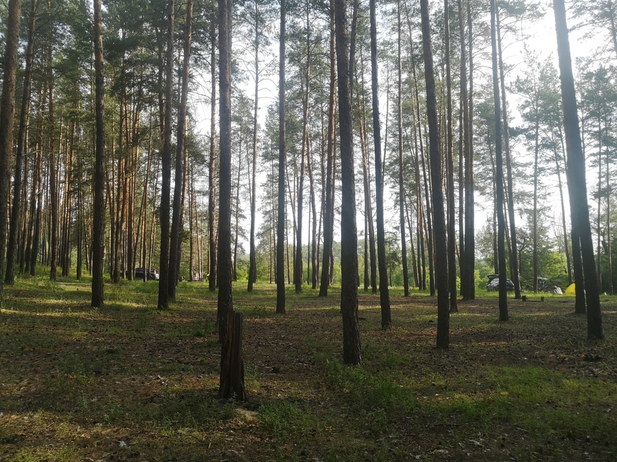 Лес в районе Оскола