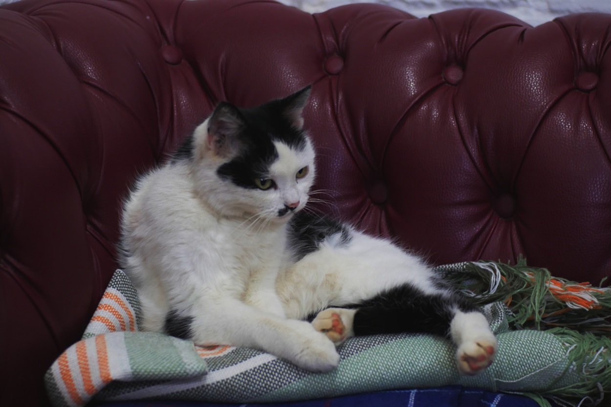 Чужим гладить себя Мурка не позволяет, - слишком много желающих. 
