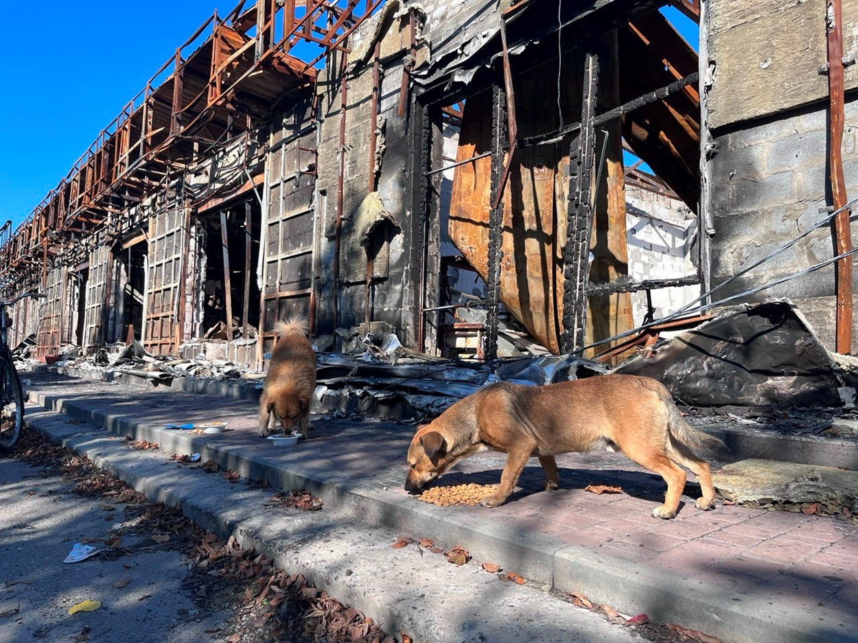 Тварини страждають від війни не менше за людей