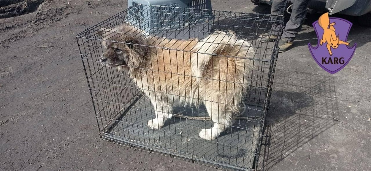 Багато тварин не може вижити на вулиці в умовах війни і без корму