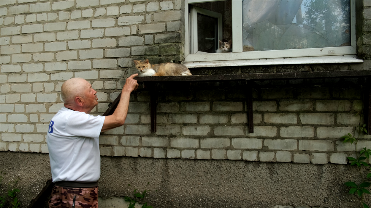 Коти сидять на сходах, які ведуть до вікна, забитого плівкою