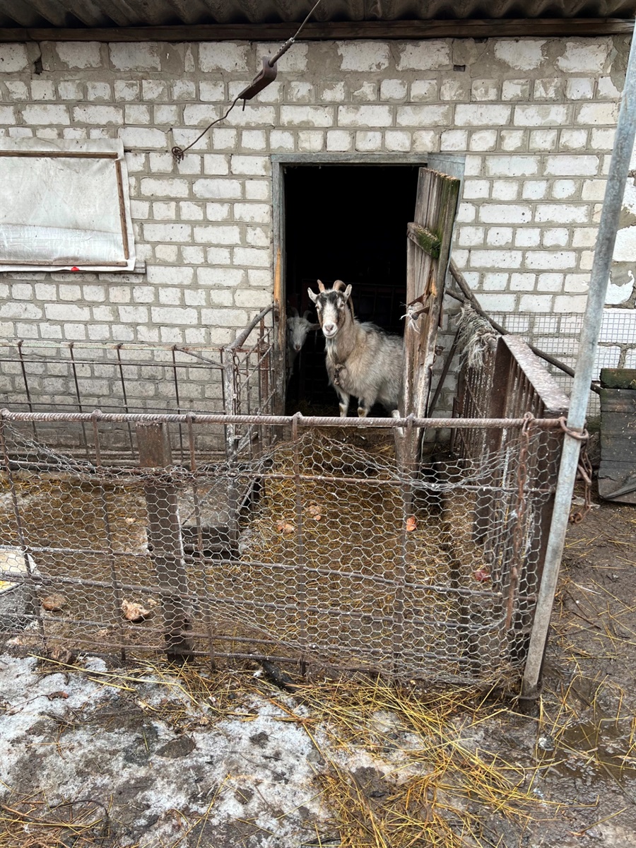 Тепер у Миколи є кози
