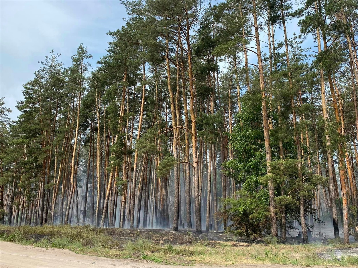 Пожежа у лісі біля Лиману