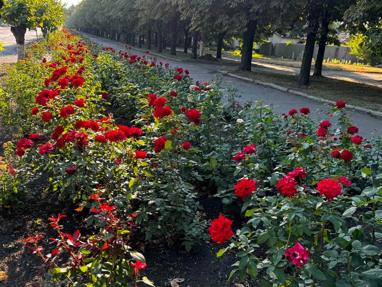 Мирноградські троянди