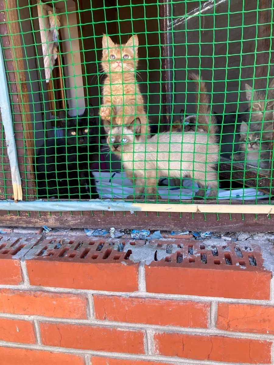 Врятовані котики