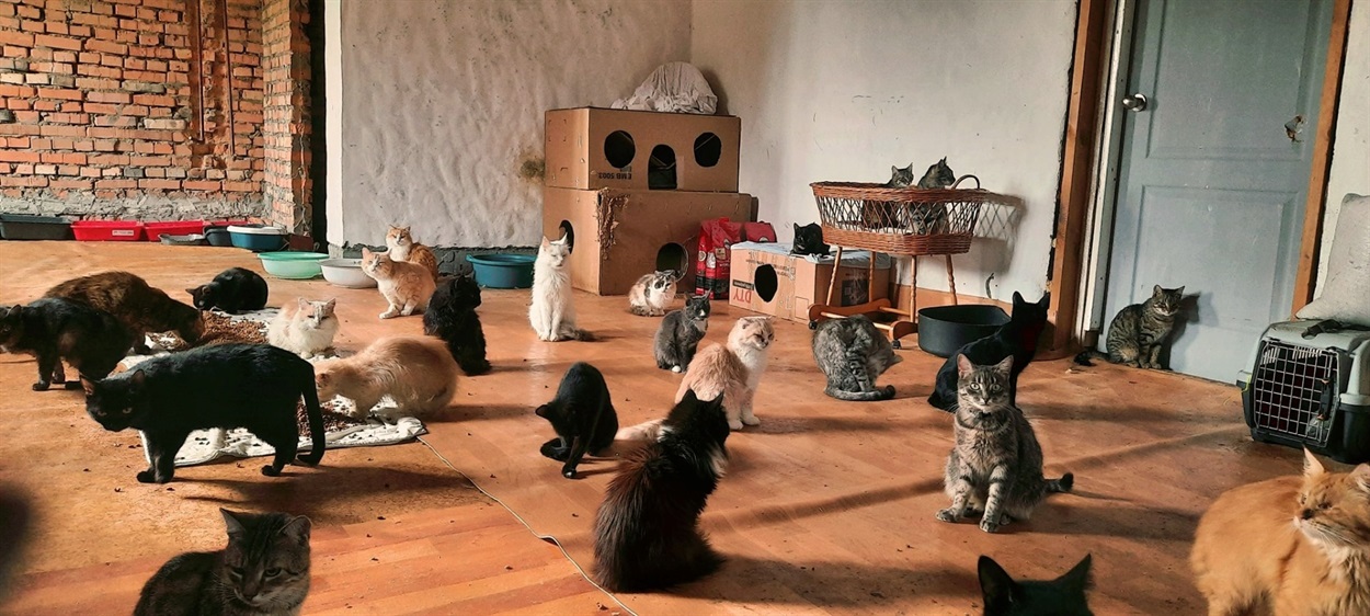 Котики-переселенці