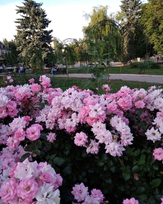 Сквер біля міської ради