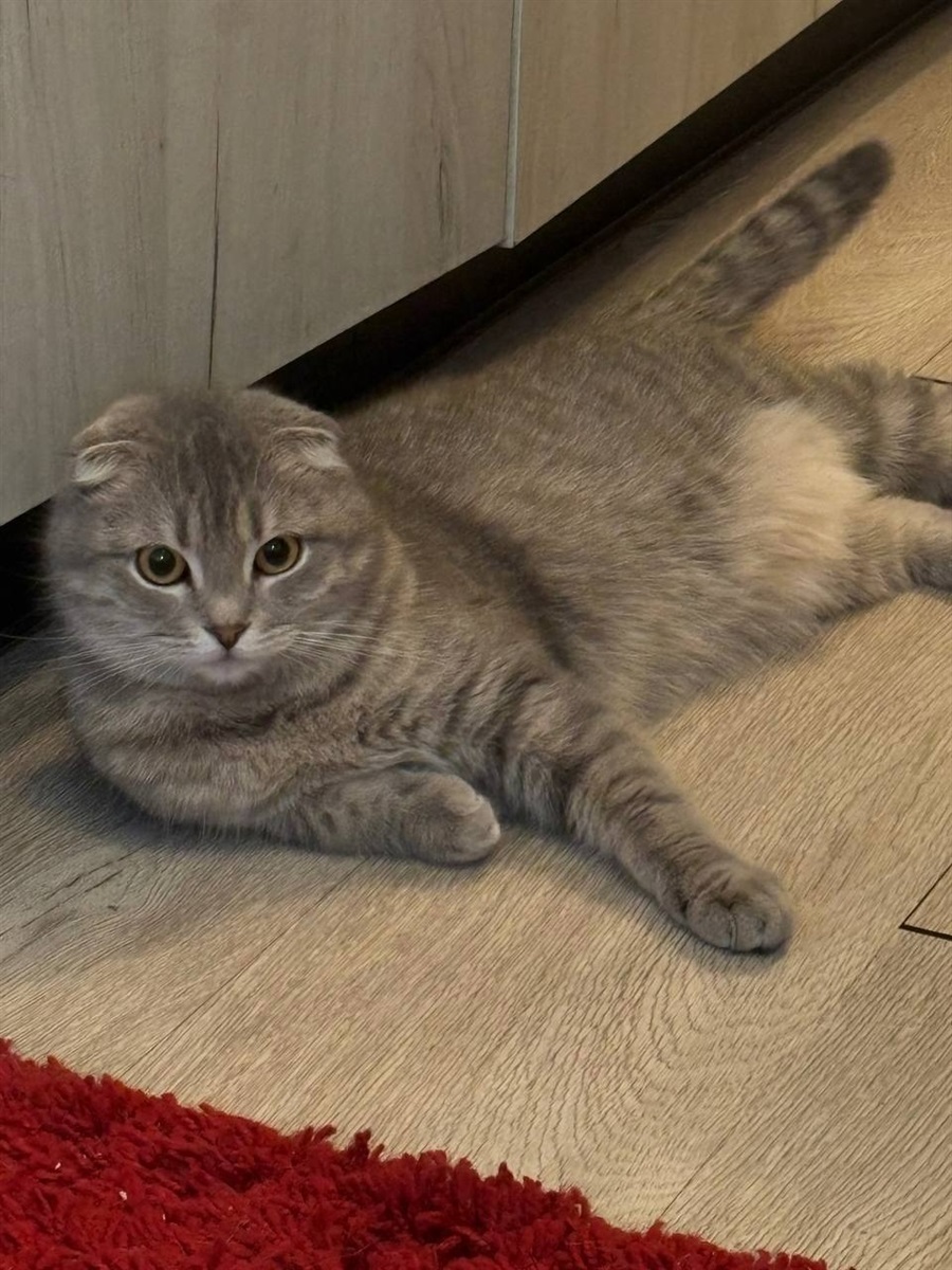 Леді