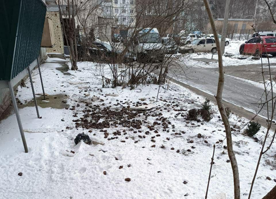 Частина кажанів у Полтаві загинула