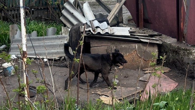 Собака Жуля