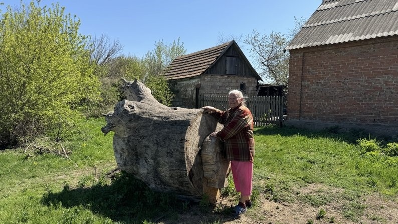 Світлана показує спиляну тополю