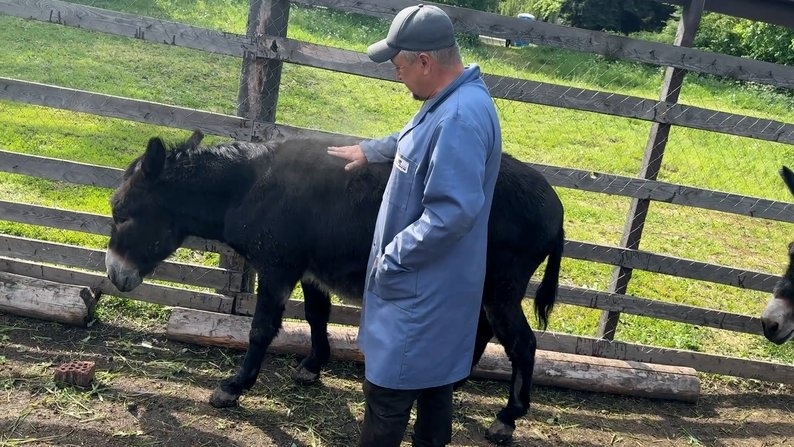 Контактний зоопарк Слов'янськ, віслюки