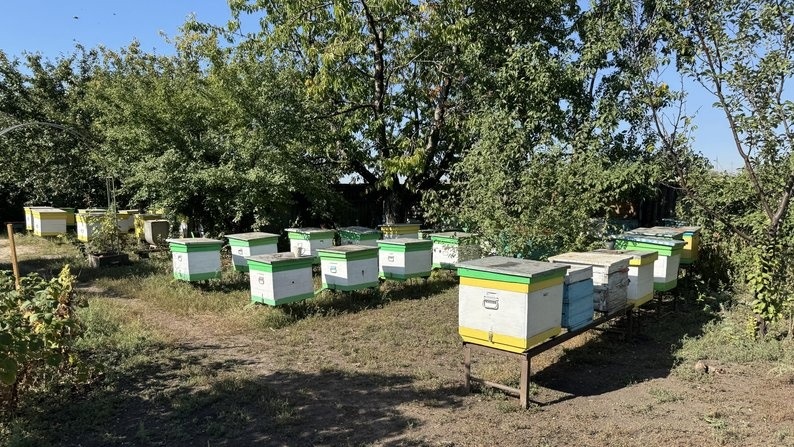 Пасіка Тетяни