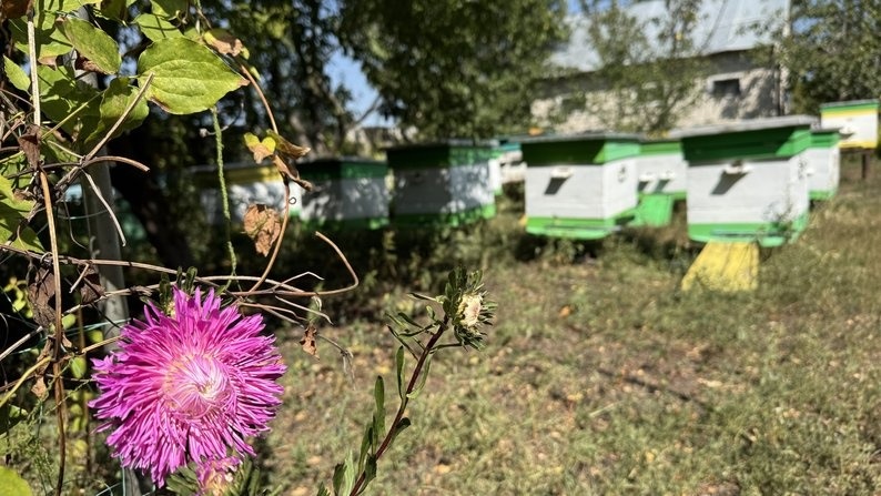Вулики з бджолами на пасіці Тетяни, Високопілля, Донеччина
