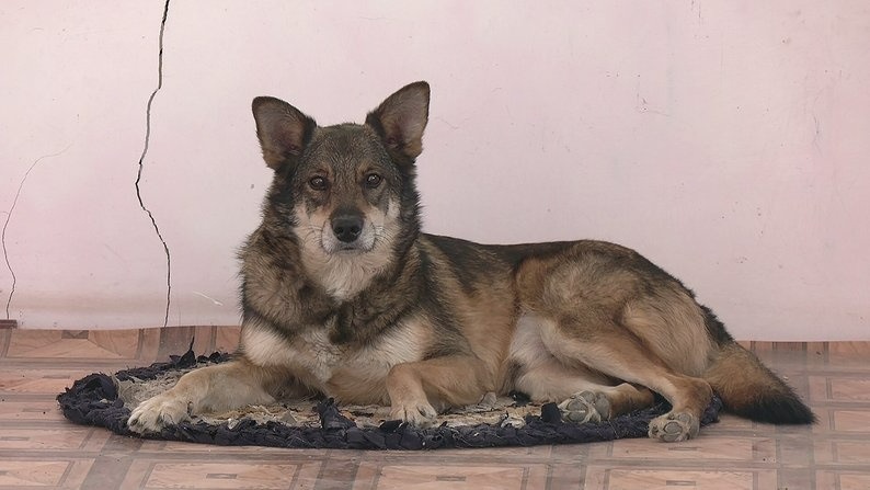 Рекс