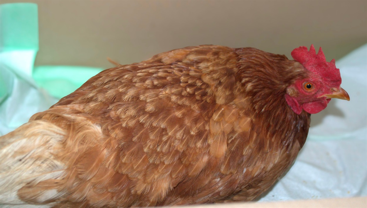 Курка, з якою евакуювався Костянтин Олексійович