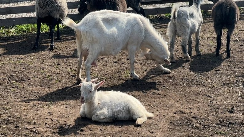 Кози у контактному зоопарку у Слов'янську