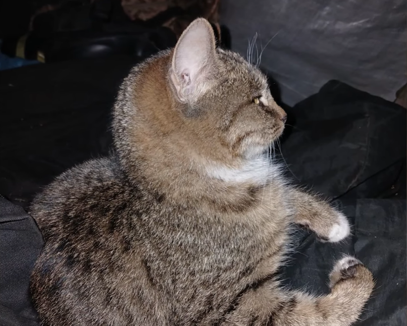 Кіт, який був на позиціях разом з Іваном