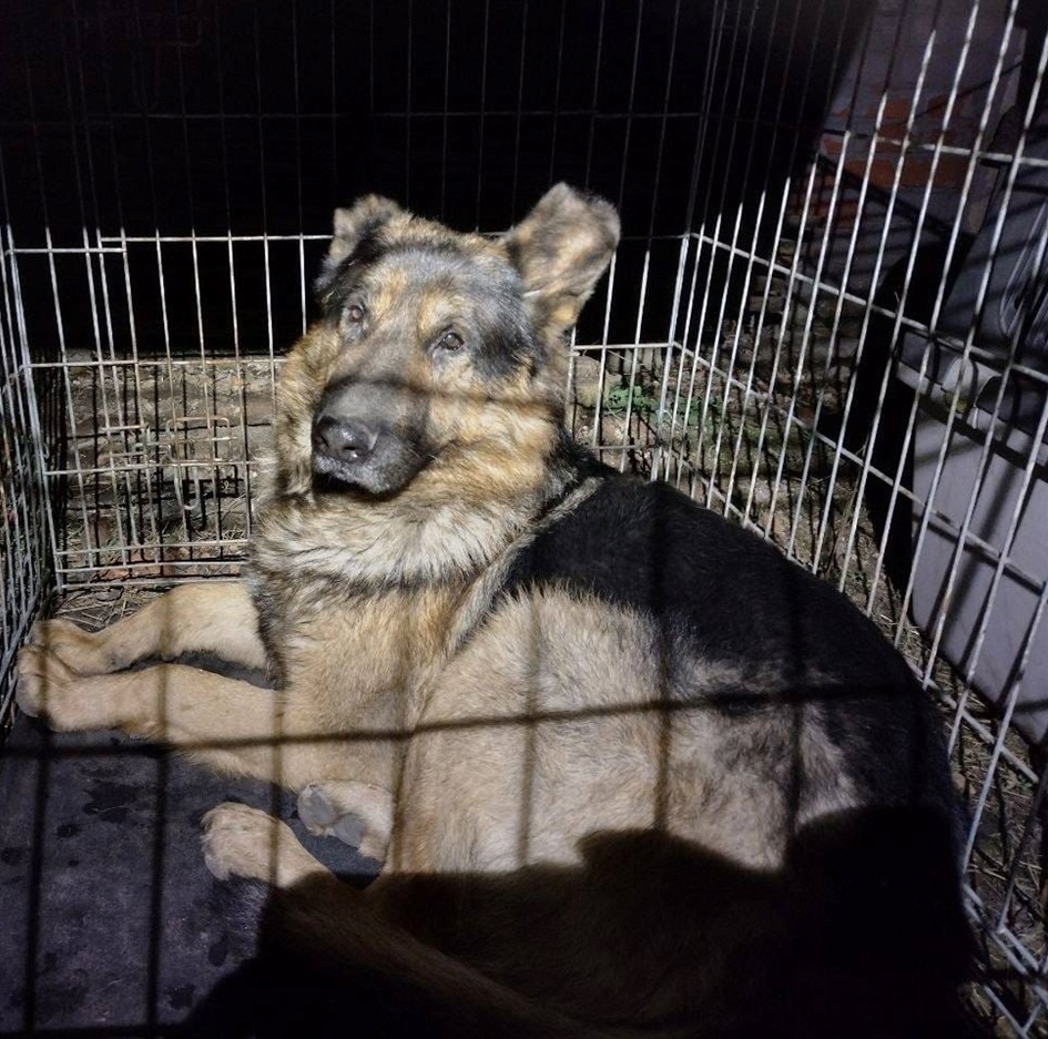 Песик в клітці готовий до евакувації